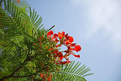 《兽人化少女》steam页面开放 美少女育成新游